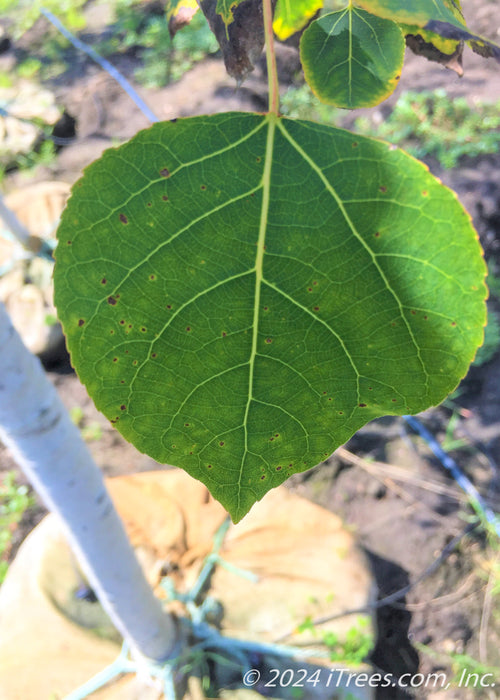 Closeup of a single green leaf.