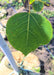 Closeup of a single green leaf.