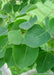 Closeup of green leaves.