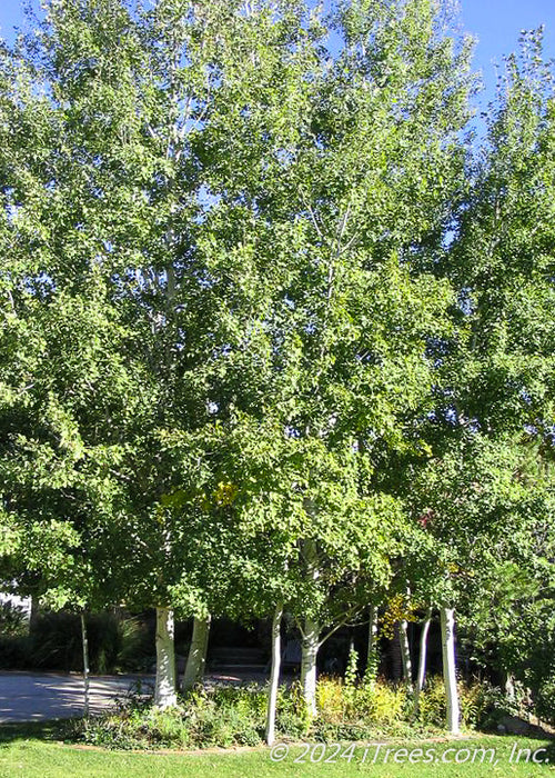 Prairie Gold Aspen planted in a grouping near a driveway.