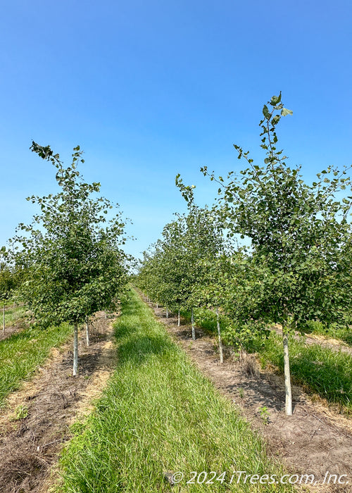 Two rows of Prairie Gold Aspen in the nursery with white trunks and green leaves. 