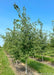 A row of Prairie Gold Aspen in the nursery with white trunks and green leaves. 