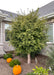 A mature Little Twist Cherry tree with a large round canopy of green leaves, and shiny dark brown trunk. Planted in the front landscape of a home near other plantings. Seen with two pumpkins on the ground nearby.