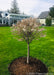 Little Twist Cherry in bloom, planted in a backyard.