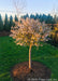 Little Twist Cherry in bloom planted in a backyard.