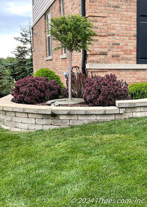 Little Twist Cherry with small green leaves planted in a landscape bed near the house held within a retaining wall.