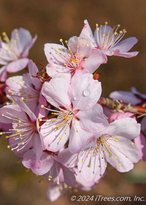 Closeup of pinkish-white flowers with yellow centers with a rain drop on the petals of one of the flowers. 