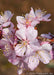 Closeup of pinkish-white flowers with yellow centers with a rain drop on the petals of one of the flowers. 