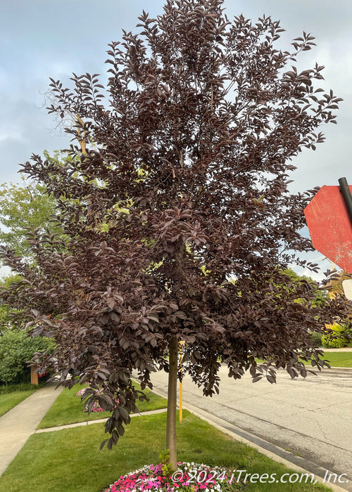 Canada Red Chokecherry