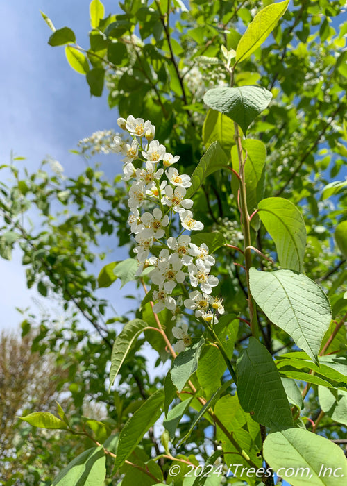 Canada Red Chokecherry