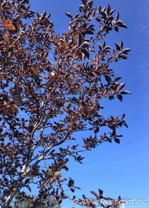 Canada Red Chokecherry