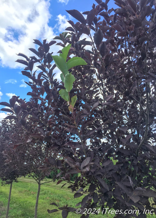 Canada Red Chokecherry