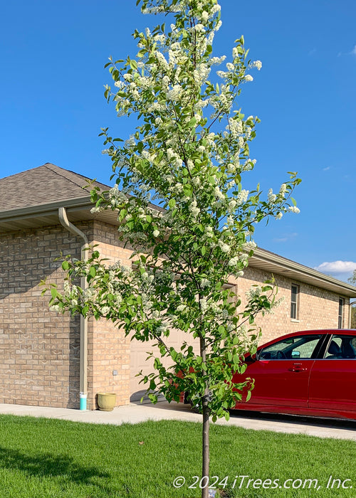 Canada Red Chokecherry