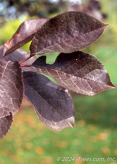 Canada Red Chokecherry