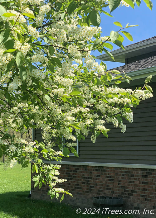 Canada Red Chokecherry