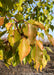 Closeup of leaves showing transitioning fall color.