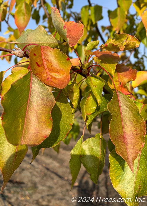 Closeup of changing fall color.