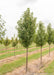 A row of Cleveland Pear grows in the nursery with green leaves.