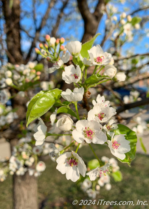 Closeup of shiny green leaves accompanied by crisp white flowers with pink centers.