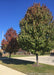 A row of Cleveland Pear are planted in a grassy area near a parking lot, showing transitioning fall color from green to deep dark red.