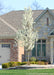 A newly planted Cleveland Pear in full bloom, planted in a retaining wall area near the front entrance of a home.