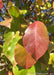 A red shiny leaf showing transitioning color from green to yellow to a deep dark red.