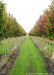 Two rows of Cleveland Pear grow in a nursery in the fall.