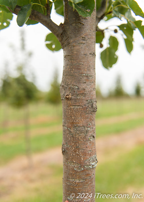 Closeup of rough brown trunk.