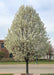 Cleveland Pear in full bloom along a parkway in a business district.