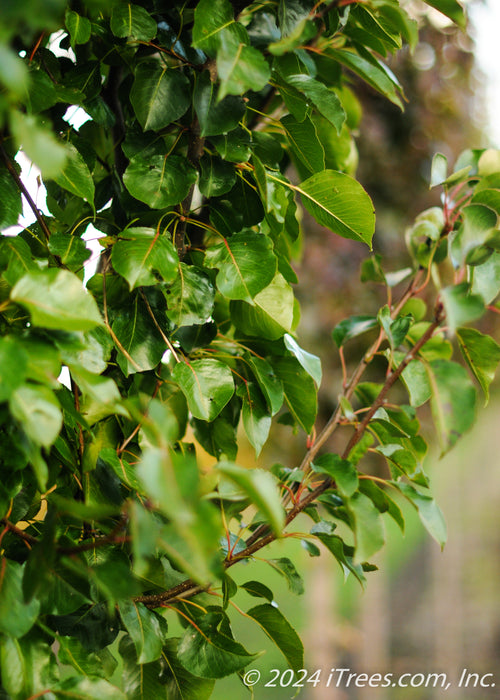 Closeup of the edge of a the tree's green canopy of shiny leaves.