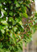 Closeup of the edge of a the tree's green canopy of shiny leaves.