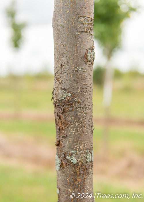 Closeup of trunk.