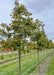 A row of White Oak with green leaves at the nursery.