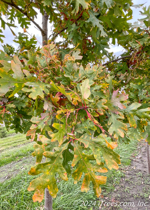 Closeup of changing fall leaves.