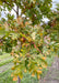 Closeup of changing fall leaves.