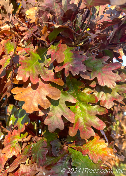 Closeup of changing fall leaves.