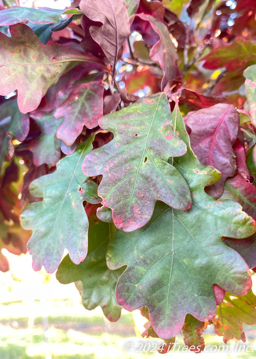 Closeup of changing fall leaves.