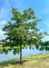 White Oak with green leaves planted along a retaining pond in a subdivision.