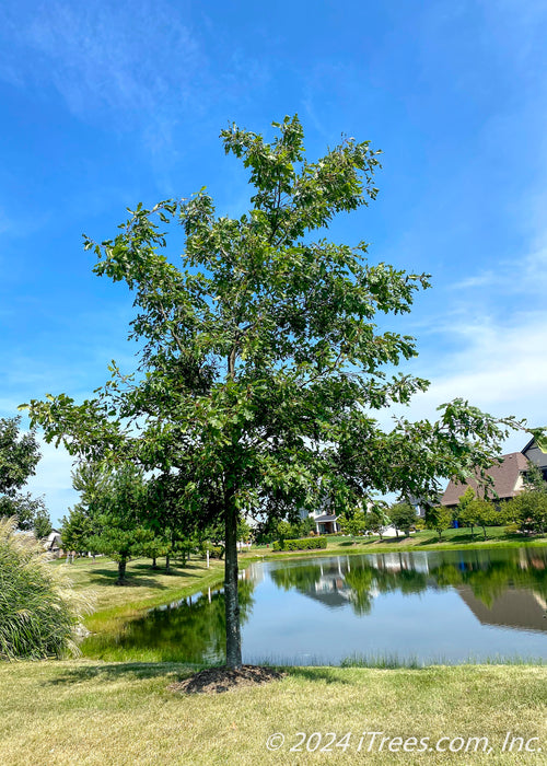 White Oak with green leaves planted along a retaining pond in a subdivision.