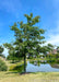 White Oak with green leaves planted along a retaining pond in a subdivision.