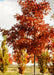 White Oak at the nursery in fall with red leaves.