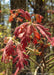 Closeup of newly emerged red fuzzy leaves.