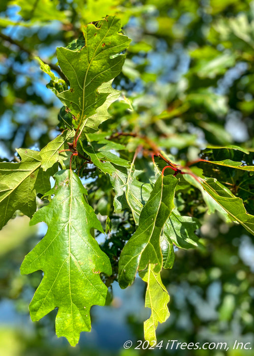 Closeup of green leaves with red stems.