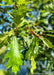 Closeup of green leaves with red stems.