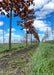 View from the ground of a row of White Oak trunks at the nursery in fall.