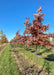 A row of White Oak at the nursery with red fall color.