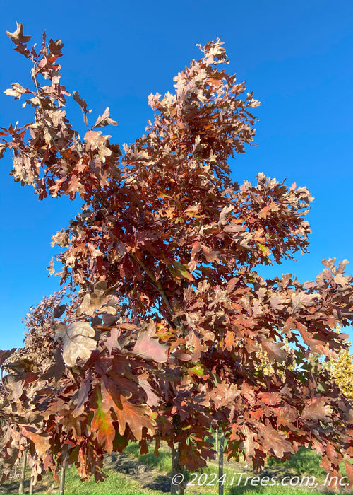 Closeup of a White Oak canopy in fall at the nursery.