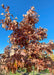 Closeup of a White Oak canopy in fall at the nursery.