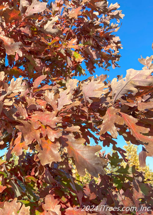 Closeup of fall leaves.