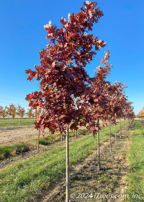 A row of White Oak in fall at the nursery